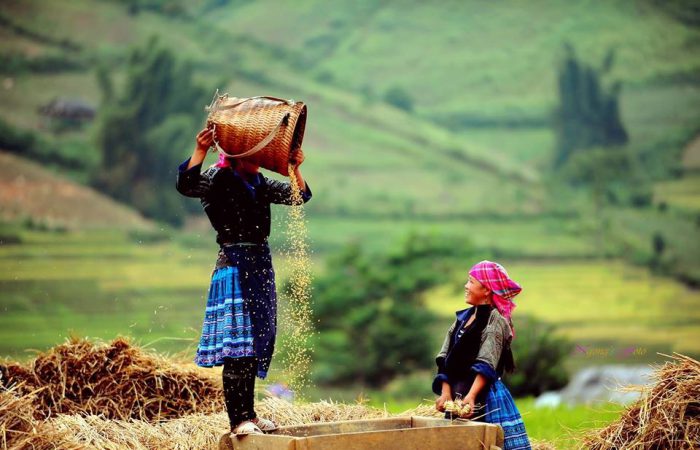 rice terrace – mu cang chai-vietnam rice terrace - mu cang chai-vietnam
