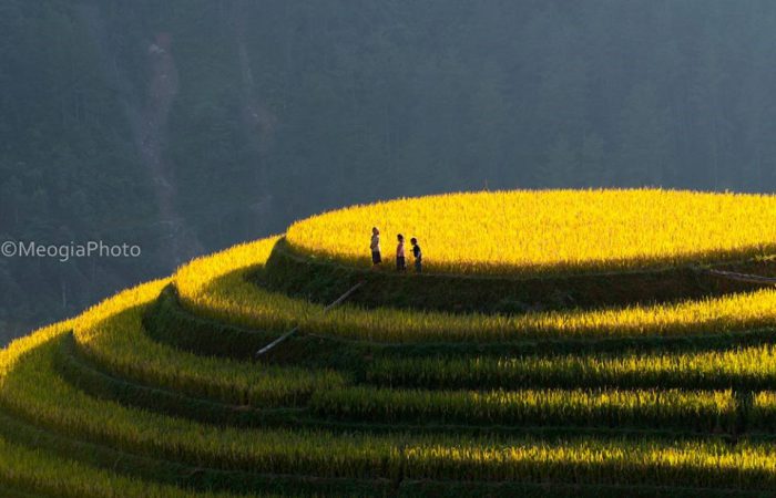 rice terrace – mu cang chai-vietnam rice terrace - mu cang chai-vietnam