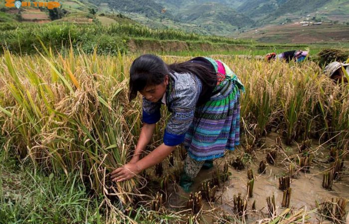 mu cang chai trekking tour mu cang chai trekking tour