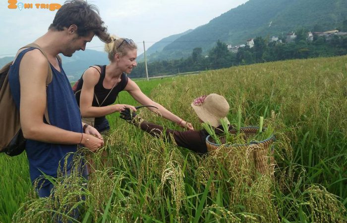 mu cang chai trekking tour mu cang chai trekking tour