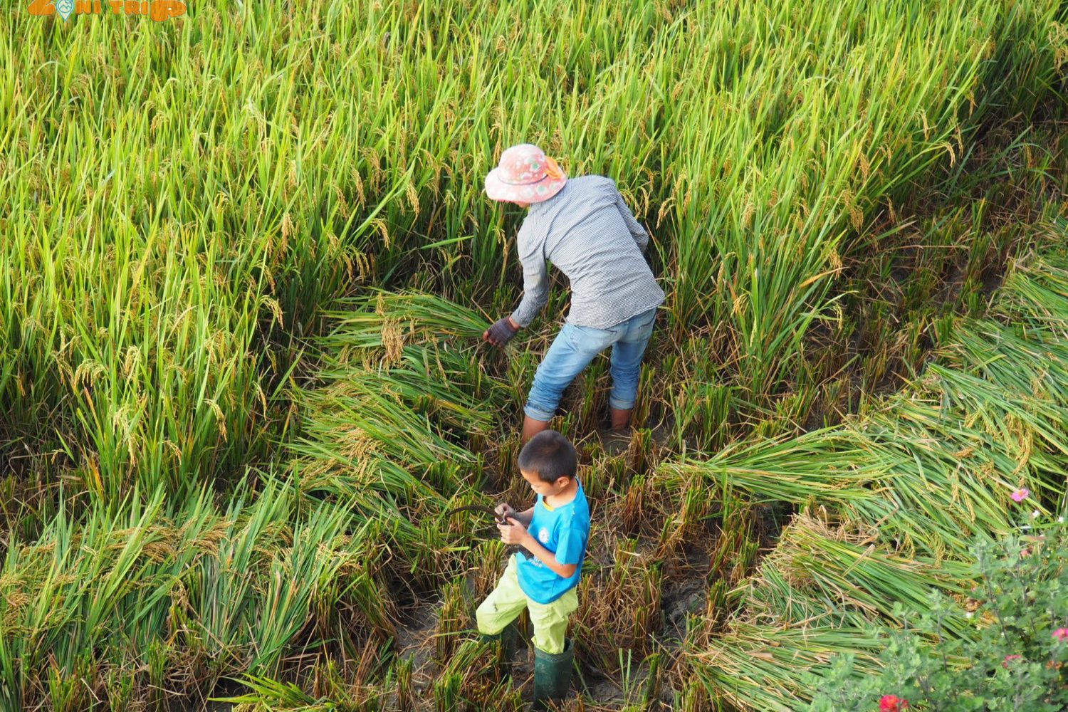mu cang chai trekking tour