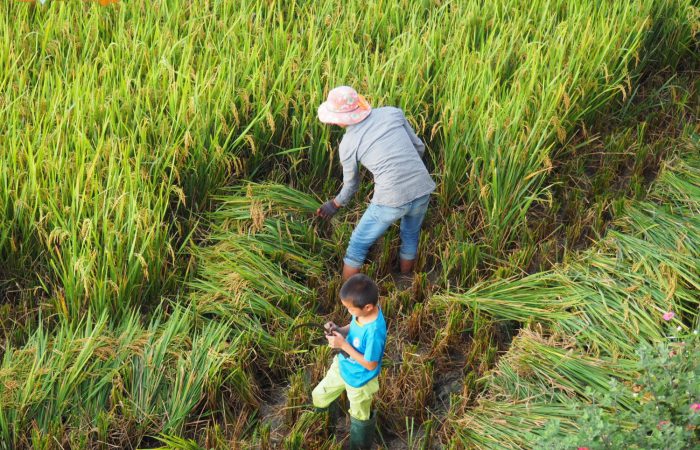mu cang chai trekking tour mu cang chai trekking tour