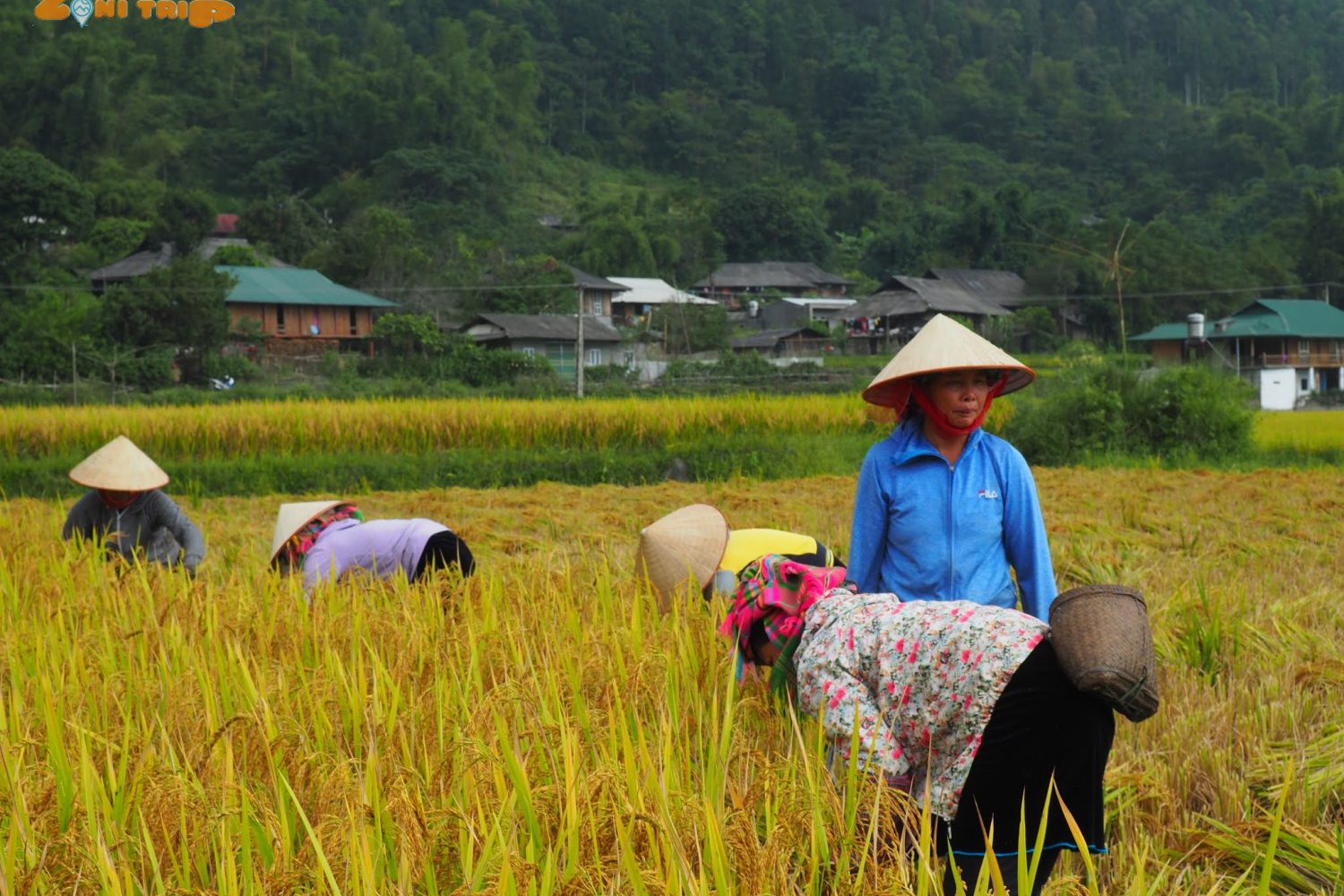 mu cang chai trekking tour