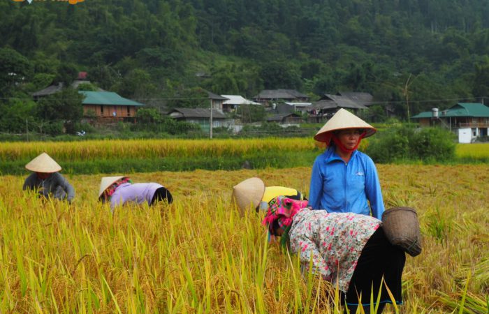 mu cang chai trekking tour mu cang chai trekking tour