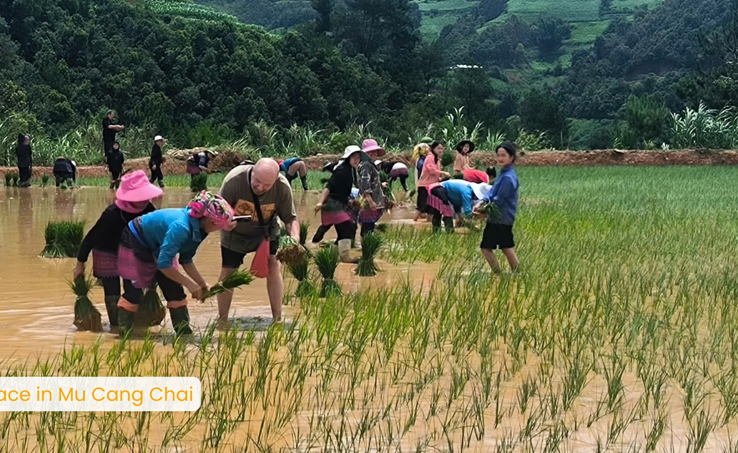 RIce terrace field in Mu Cang Chai - zonitrip