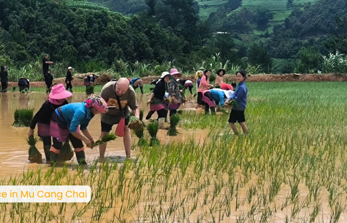 RIce terrace field in Mu Cang Chai – zonitrip RIce terrace field in Mu Cang Chai - zonitrip