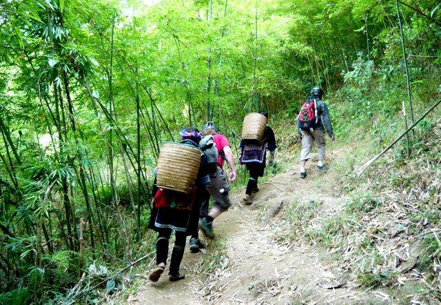 Sapa hiking through bamboo forest Sapa hiking through bamboo forest