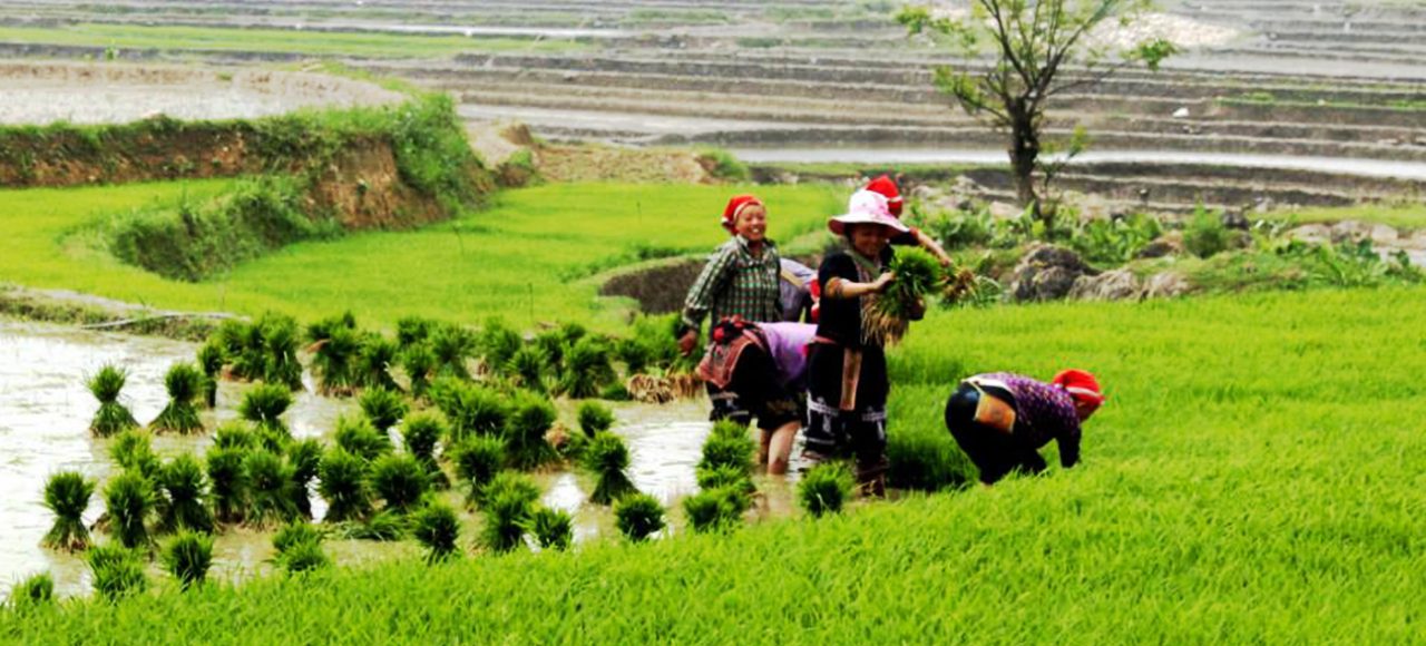 banner trekking vietnam (1299×587) Sapa trekking -1300px
