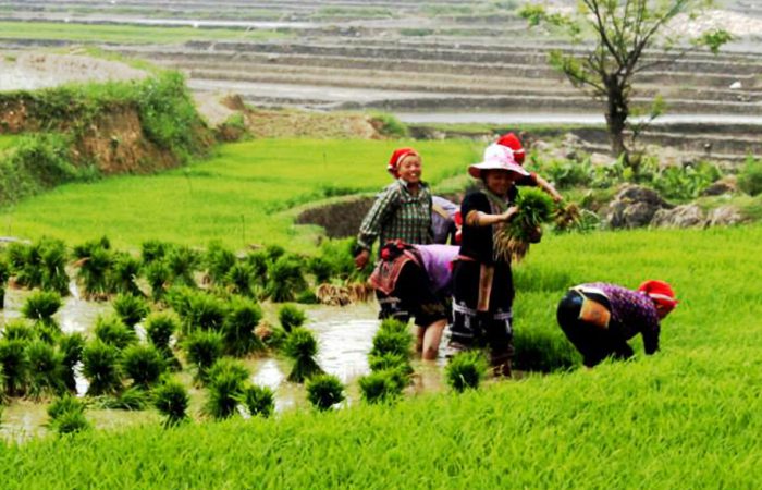 banner trekking vietnam (1299×587) Sapa trekking -1300px