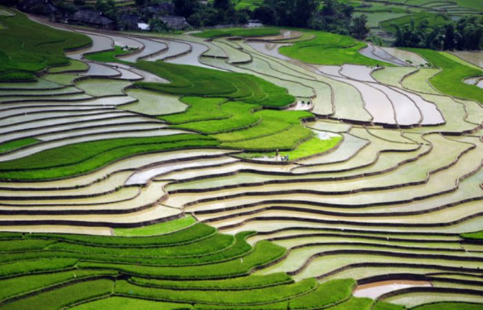 Mù Cang Chải mùa nước đổ