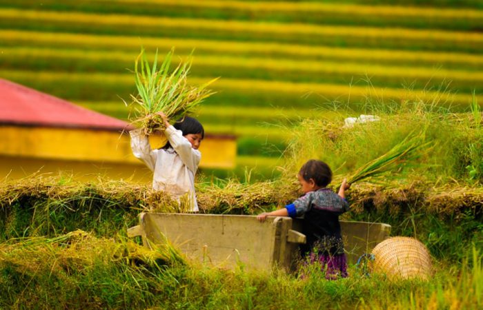rice terrace – mu cang chai-vietnam rice terrace - mu cang chai-vietnam