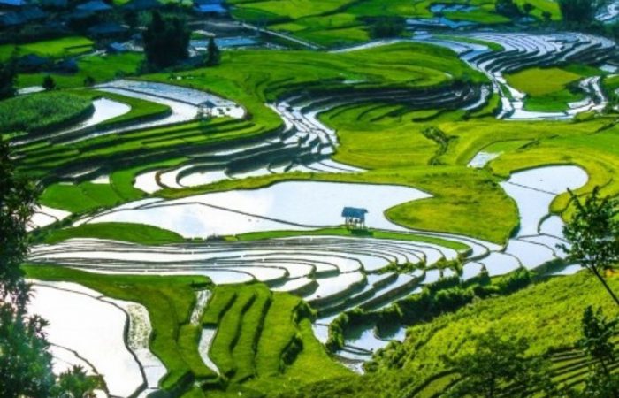 sapa- mu cang chai- rice terrace