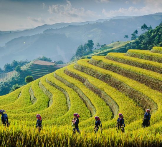 rice terrace - mu cang chai-vietnam - zonitrip