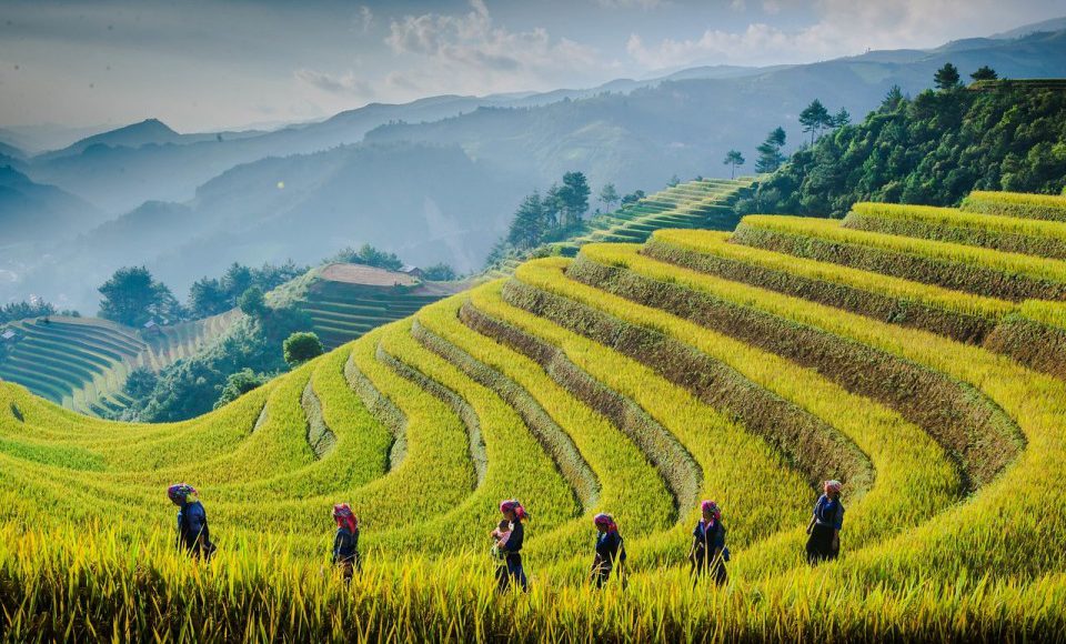 rice terrace - mu cang chai-vietnam - zonitrip
