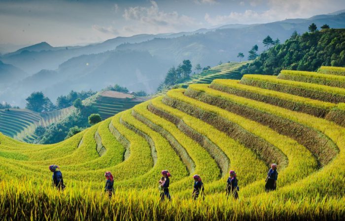 Mong ngua- mu cang chai Mong ngua- mu cang chai