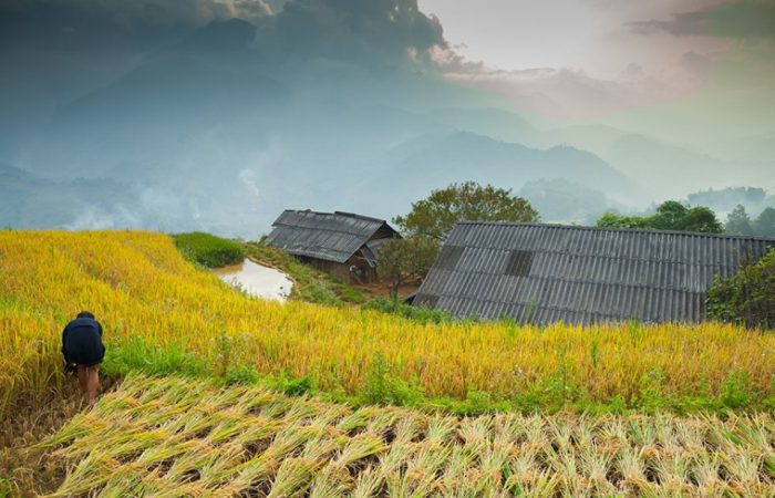 sapa-vietnam – rice terrace 1500px.960px sapa, vietnam-rice terrace 960px