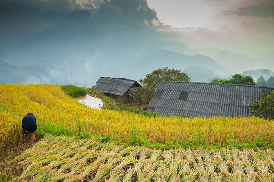 sapa-vietnam – rice terrace 1500px.960px sapa, vietnam-rice terrace 960px