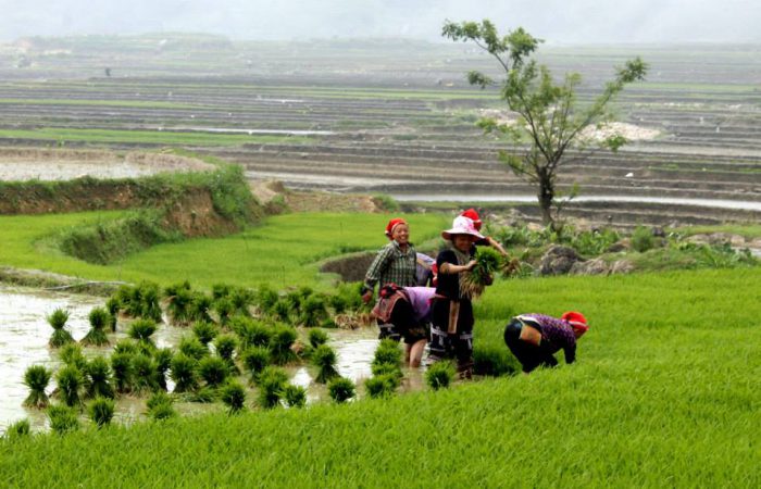 Sapa hiking through rice terrace field Sapa hiking through rice terrace field