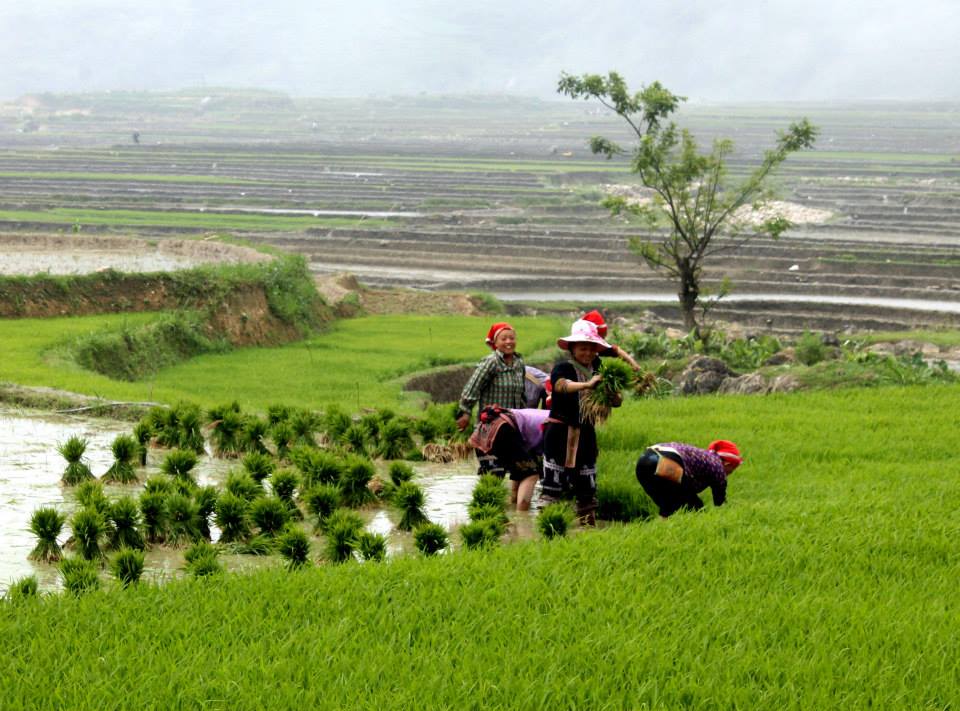 Sapa hiking through rice terrace field Sapa hiking through rice terrace field