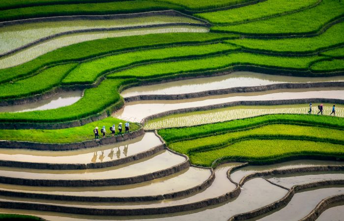 mu cang chai rice terraces – in water season mu cang chai rice terraces - in water season