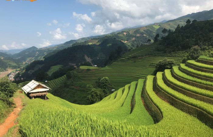 mu cang chai- sapa trekking mu cang chai- sapa trekking