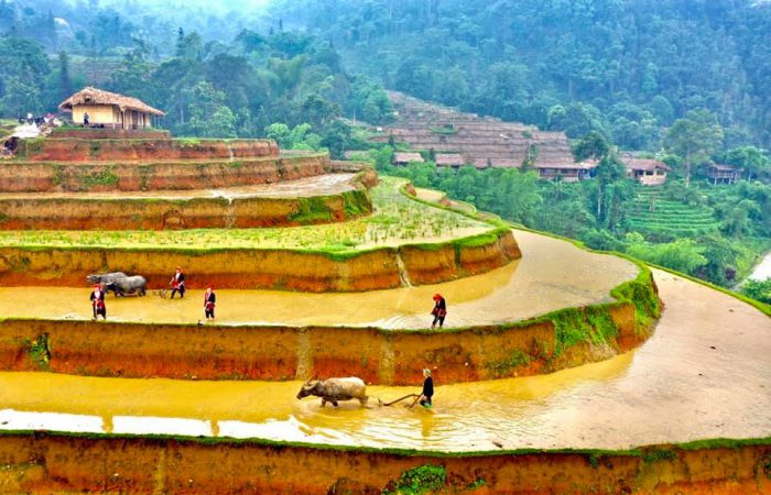 hoang su phi – ruong bac thang mua do hoang su phi-zonitrip