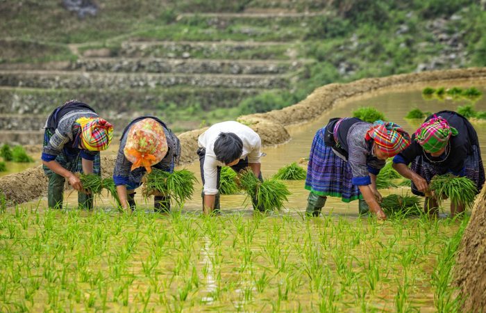 mu-cang-chai-mua-nuoc-do-4-1591073495 mu cang chai - rice terrace field in water season