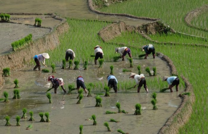 mua nuoc do mua nuoc do - rice terrace field in water season