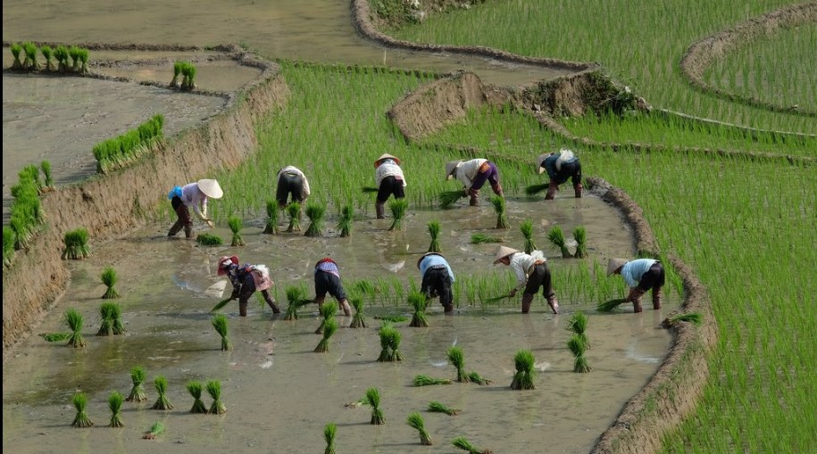 mua nuoc do - rice terrace field in water season