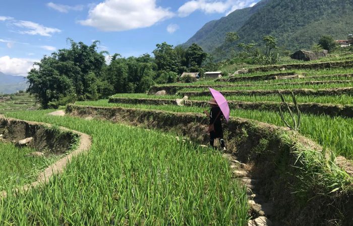 rice terrace in green color- sapa- mu cang chai rice terrace in green color- sapa- mu cang cha