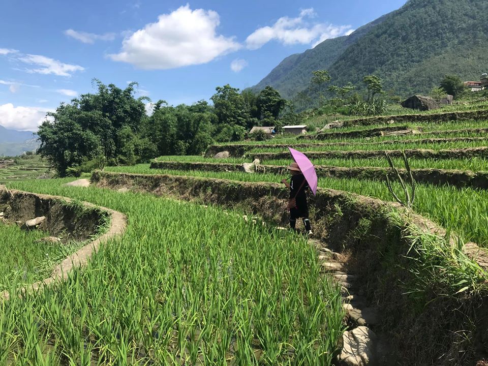 rice terrace in green color- sapa- mu cang cha