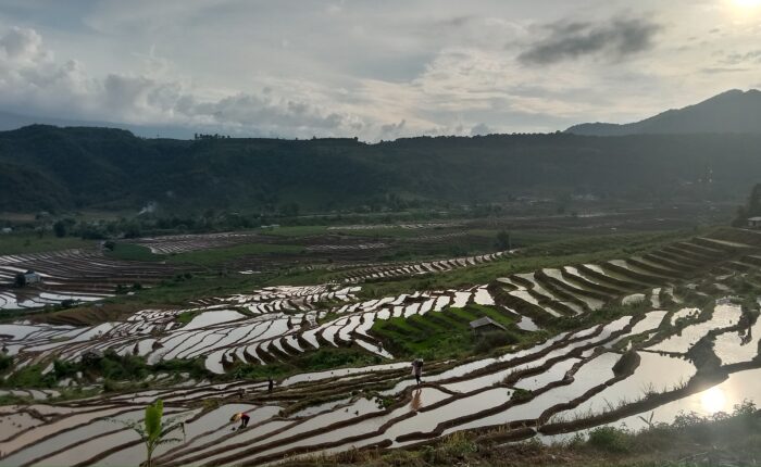Rice terrace in Lai Chau - Zonitrip